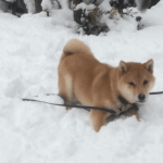 犬の雪遊び