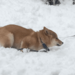 犬雪遊び